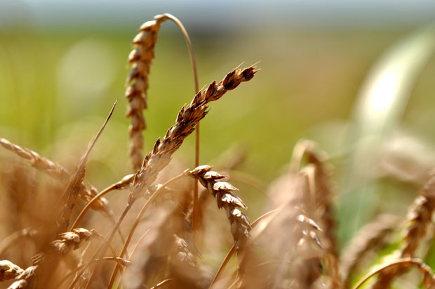 РАТАРИ СПУСТИЛИ ОЧЕКИВАЊА: Уздају се у цену, али не и у род